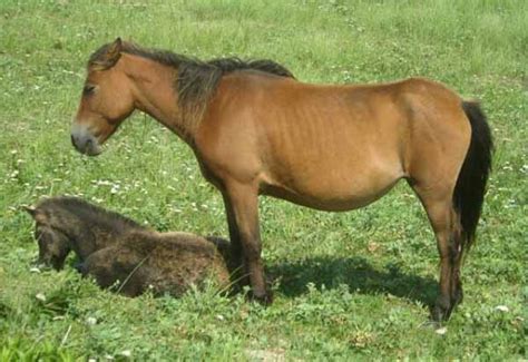 razze cavalli sable island pony