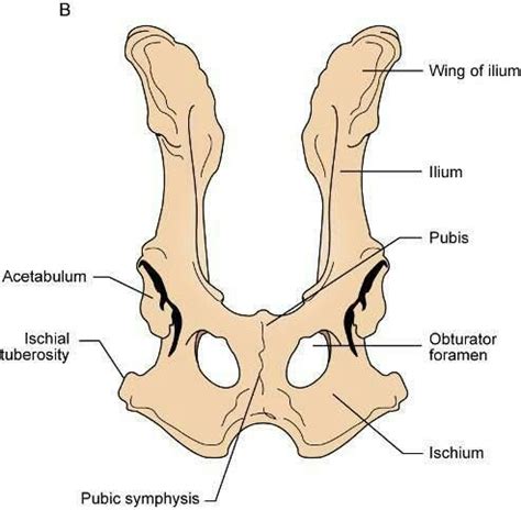 Canine Hip Pelvis Anatomy Hip Anatomy Hip Socket Skeleton Anatomy