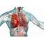 Understanding Your 11 Body Organ Systems  Maryland Senior Resource Network