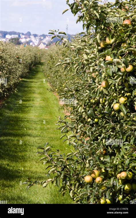Germany Jork Altes Land Apple Orchard Stock Photo Alamy