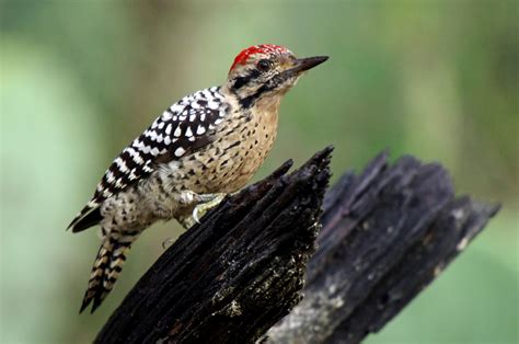 Hill Country Naturalist: Ladder-backed Woodpecker