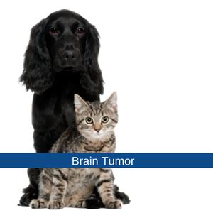 Brainstem tumors are most often gliomas of varying histologic types and grades of malignancy, including pilocytic or anaplastic brainstem tumors occur in a region located between the mesencephalon and the medulla. Brain Tumors in Pets | Bush Veterinary Neurology Service