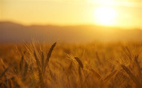 Wallpaper 1920x1200 Px Field Grass Macro Sunrise Sunset Warm