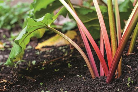 13 Things To Know About Growing And Eating Rhubarb Thisnzlife