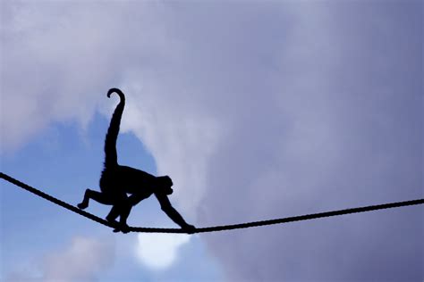 Colombian Black Spider Monkey Silhouette These Monkeys Wer Flickr