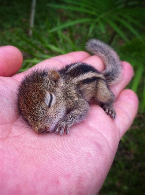 Baby Squirrel Aww