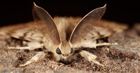 This Moths Name Is A Slur Scientists Wont Use It Anymore The New