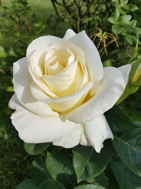 Rose Rosa Branca · Foto Gratuita No Pixabay