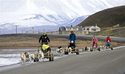 Dog Sledding On Wheels Picture Of Svalbard Villmarkssenter Day