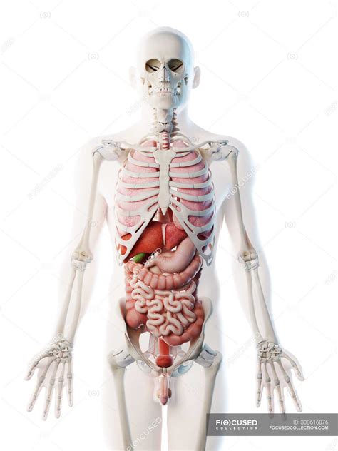 An organ is a collection of tissues that have a specific role to play in the human body. Transparent body model showing male anatomy and internal organs, digital illustration. — healthy ...