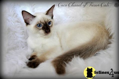 Balinese Kitten For Sale Coco Chanel 8 Yrs And 6 Mths Old