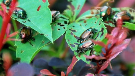 Information On Repelling Japanese Beetles And Their Grubs Blog Growjoy