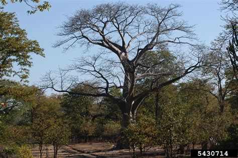 Baobab Tree Monkey Bread Tree Adansonia Digitata Malvales