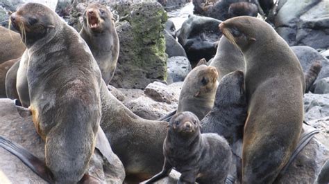 Fur Seals Observed Having Sex With Penguins On Antarctic Island Ctv News