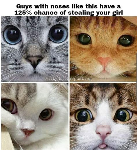 Mr Steal Yo Girl Cats Know Your Meme