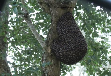 The 9 Most Painful Bites Of Indian Creatures Walkthroughindia