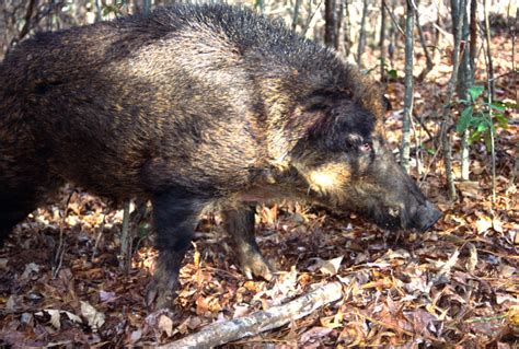 The Idea To Hunt Wild Hogs With A Spear John In The Wildjohn In The
