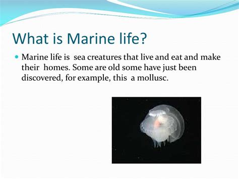 Ppt Marine Life Powerpoint Presentation Free Download Id1912193