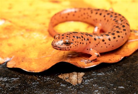 Northern Red Salamander Cre Foru Flickr