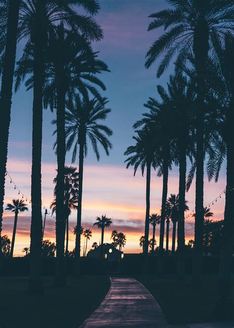 Free Images : sea, horizon, sky, sunrise, sunset, palm tree, sunlight ...