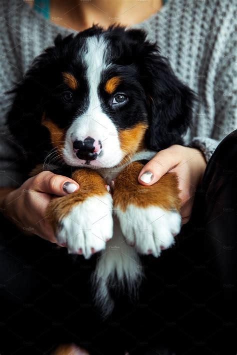 Little Puppy Of Bernese Mountain Dog On Hands Of