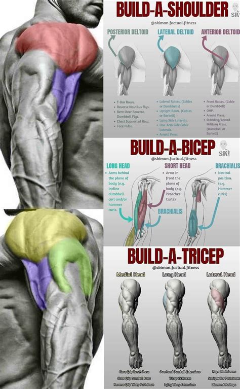 The Best Bulging Bigger Biceps Workout To Grow Your Arms Gymguider