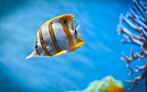 Hd Wallpapers For Desktop Beautiful Fishes Hd Wallpapers