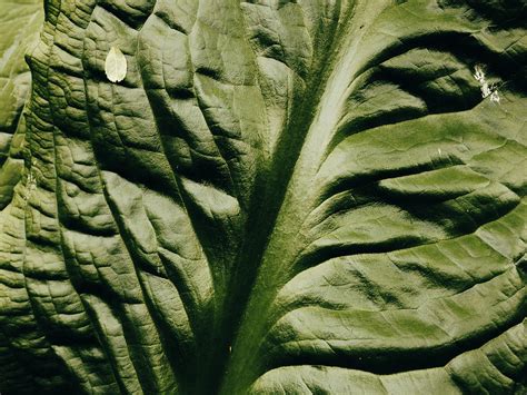 Close Up Detail Shot Of Skunk Cabbage Leaf Photograph by Cavan Images