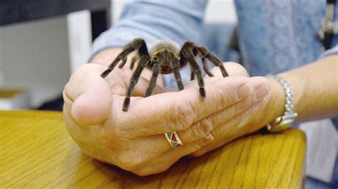 Colorado Tarantulas Out By The Thousands For Mating Season