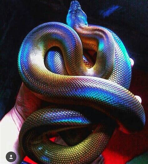 Many Species Of Snakes Are Extremely Beautiful And Colorful They Also