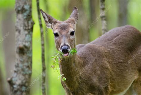 White Tailed Deer Eating Stock Image F031 6801 Science Photo Library