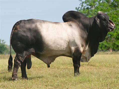 Gray Brahman Cattle