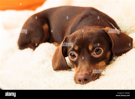 Animals At Home Dachshund Chihuahua And Shih Tzu Mixed Dog Relaxing On