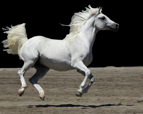 White Horse Gallop Photograph By Michael Riley Fine Art America