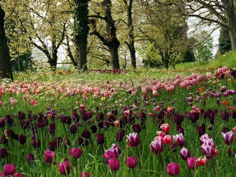 Scenery Of Pink And Maroon Flowers Plantation Hd Wallpaper Wallpaper