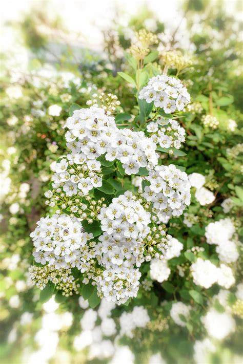 White Spiraea Flower Photograph By Alain De Maximy Fine Art America