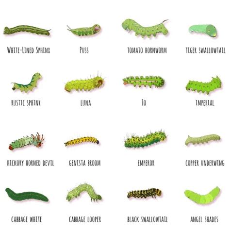 Green Caterpillar Identification Guide 18 Common Types Garden