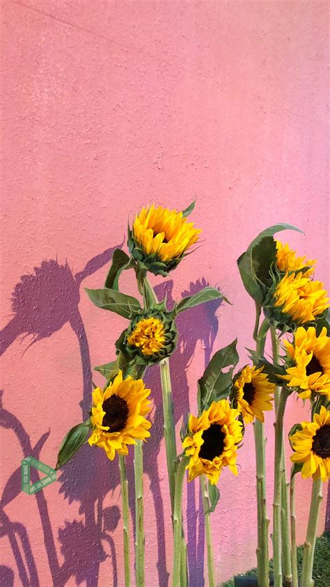 세븐틴seventeen On In 2020 Sunflower Wallpaper Flower