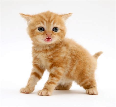 British Shorthair Red Tabby Kitten Photograph By Jane Burton