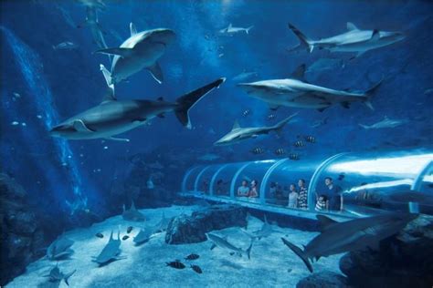 Behold The Wonderful Ocean World At Sea Aquarium Singapore