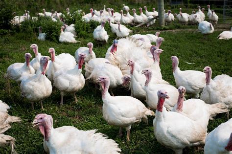 Why Thanksgiving Turkeys Will Cost More This Year The New York Times