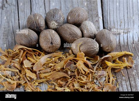 Nutmegs Bloom Myristica Fragrans Muskatbluete Muskatnussgewaechse