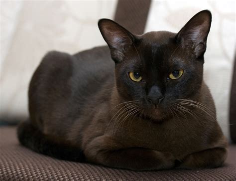 They are very affectionate and delight in company and attention. Burmese Cat Info, Personality, Kittens, Pictures
