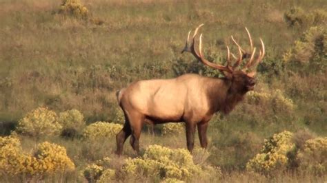 Unit 10 Elk Hunts Youtube