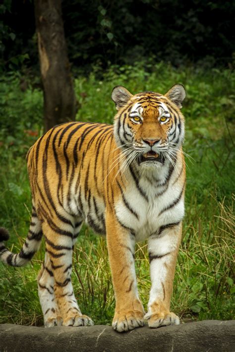 Tiger In Green Grass Near The Tree During Daytime · Free Stock Photo