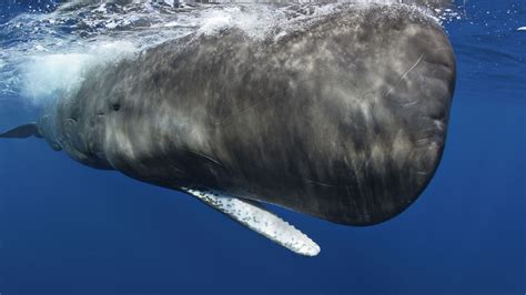 Ocean Giants Going Aquatic Cetacean Evolution Nature Pbs