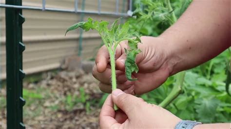 Caring For Your Tomato Plants Trellising Clipping And Pruning