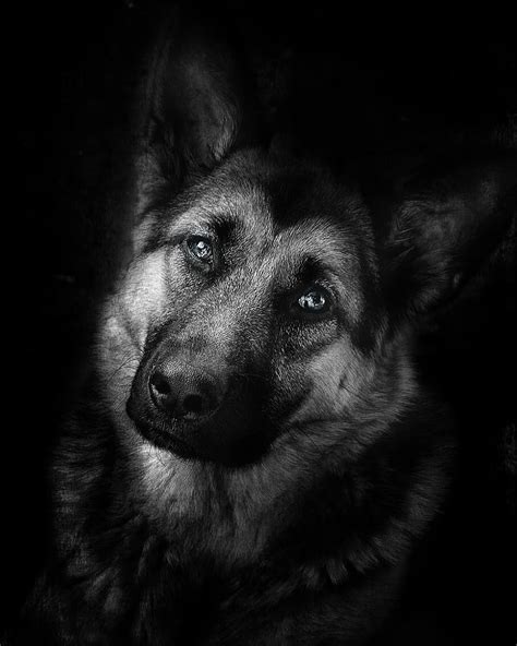 15 Cool Facts You Didnt Know About German Shepherds Petpress
