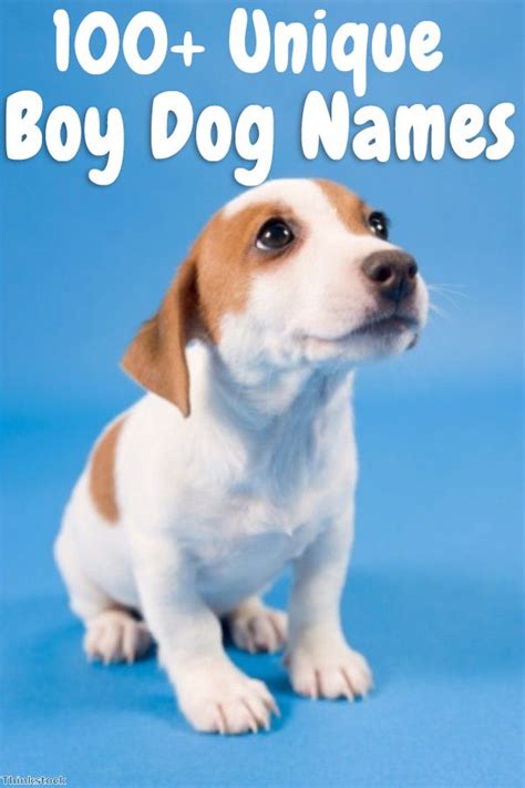 200 Cute Boy Dog Names Dog Names Boy Dog Names Best Dog Names