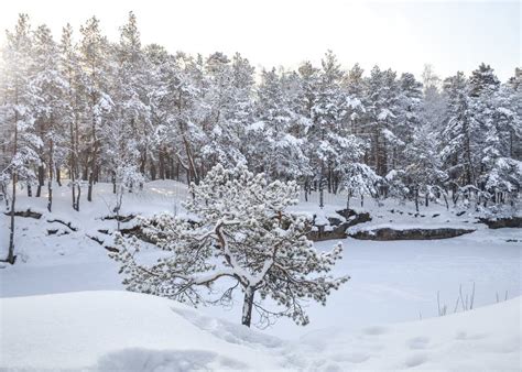 Lonely Small Pine Against The Backdrop Of Winter Snow Covered Forest